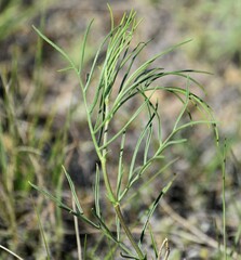 Astragalus pectinatus
