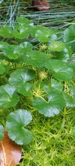 Hydrocotyle bonplandii