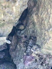 Acanthopleura granulata