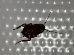 Blatta orientalis
