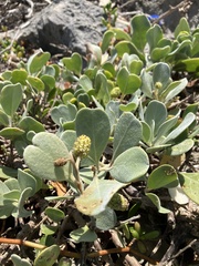 Conocarpus