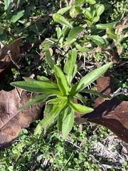 Asclepias tuberosa