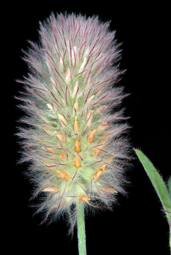 Trifolium arvense