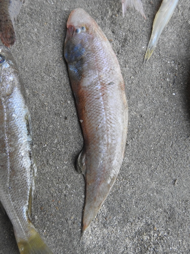 Canary tonguesole (Cynoglossus canariensis) — Cynoglossidae — 2