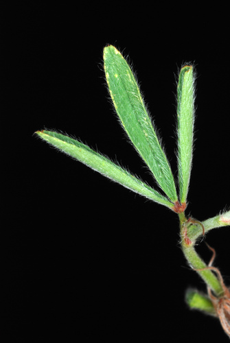 Trifolium arvense