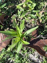 Asclepias tuberosa