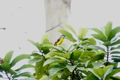 Pericrocotus solaris