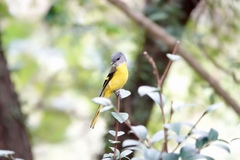 Pericrocotus solaris