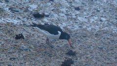 Haematopus ostralegus