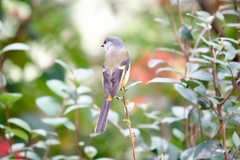 Pericrocotus solaris