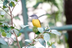 Pericrocotus solaris