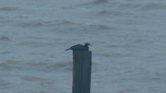 Phalacrocorax carbo