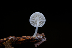 Marasmiellus