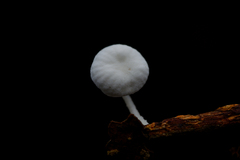 Marasmiellus