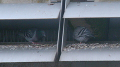 Columba livia domestica