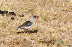 Vanellus resplendens