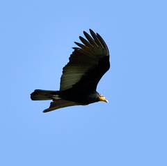 Cathartes melambrotus