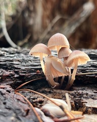 Mycena clarkeana