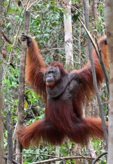 Pongo pygmaeus pygmaeus
