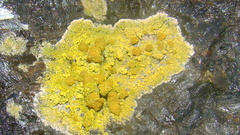 Flavoplaca marina