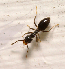 Technomyrmex jocosus