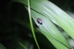 Omophoita
