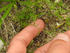 Hornungia procumbens