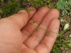 Hornungia procumbens