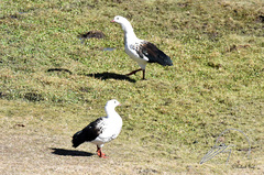 Oressochen melanopterus