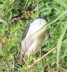 Nycticorax nycticorax