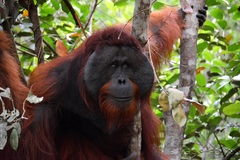 Pongo pygmaeus pygmaeus