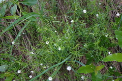 Stellaria graminea