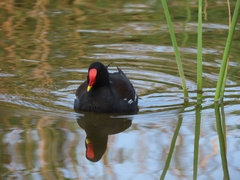 Gallinula chloropus