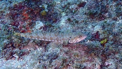 Synodus intermedius