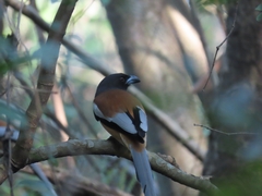 Dendrocitta vagabunda
