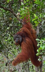 Pongo pygmaeus pygmaeus