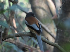 Dendrocitta vagabunda