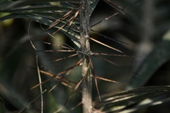 Bactris setosa