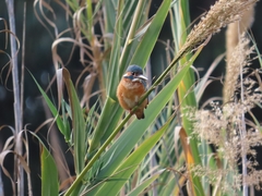 Alcedo atthis