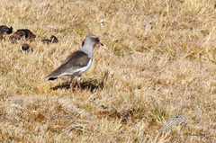 Vanellus resplendens