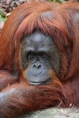 Pongo pygmaeus pygmaeus