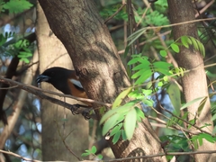 Dendrocitta vagabunda