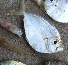 Leiognathidae