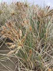 Spinifex