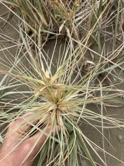 Spinifex
