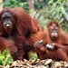 Bornean Orangutan - Photo (c) Zoltan BAGOSI, some rights reserved (CC BY-NC), uploaded by Zoltan BAGOSI