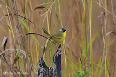 Geothlypis poliocephala