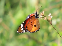 Danaus chrysippus