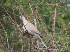 Streptopelia decaocto