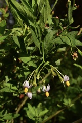 Solanum valdiviense